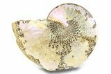 Purple Flash Fossil Ammonite (Sphenodiscus) - South Dakota #285102-1